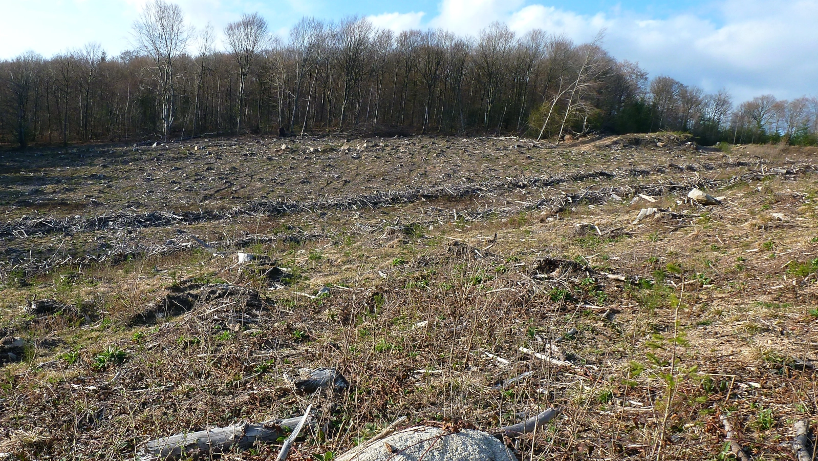 Pas de forêt, pas d’eau !