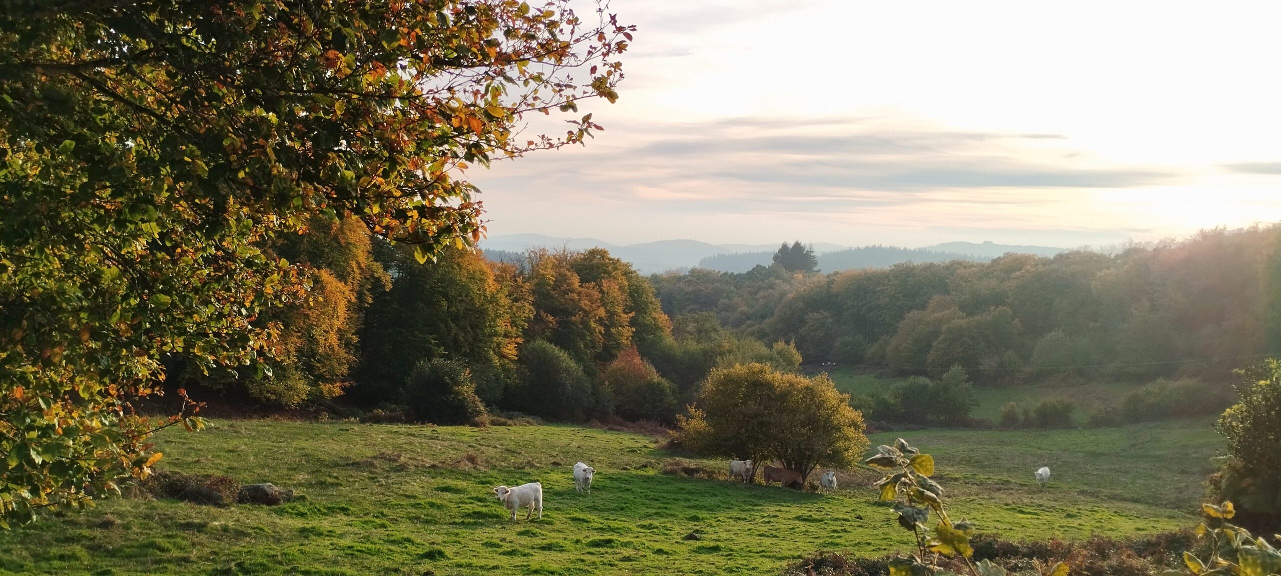 Prés en forêt, fin d'après-midi